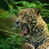 Jaguar americky - Panthera onca - Jaguar o3792